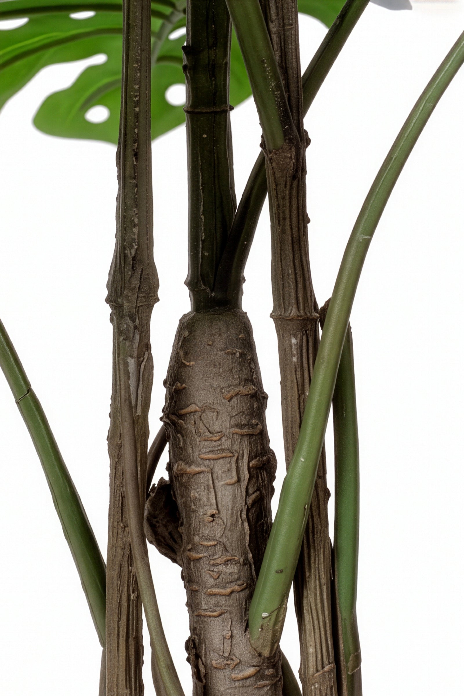 Monstera L: Artificial Monstera Deliciosa Plant with Mature Trunk and Aerial‑Roots