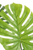 Monstera M: Artificial Monstera Deliciosa Plant with a Strong, Upright Green Trunk