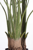 Monstera M: Artificial Monstera Deliciosa Plant with a Strong, Upright Green Trunk