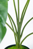 Monstera S: Desktop Artificial Monstera Plant with Lifelike Leaves
