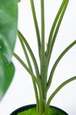 Monstera S: Desktop Artificial Monstera Plant with Lifelike Leaves