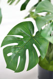 Monstera S: Desktop Artificial Monstera Plant with Lifelike Leaves