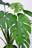 Monstera S: Desktop Artificial Monstera Plant with Lifelike Leaves