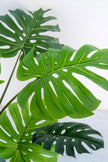 Monstera J: Artificial Monstera Deliciosa Plant with White Planter