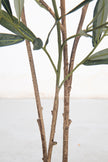 Olive F: Artificial Arbequina Olive Tree with Multiple Branches and Fruits