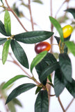 Olive G: Artificial Olive Tree with Decorative Foliage and Colorful Fruits