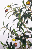 Olive G: Artificial Olive Tree with Decorative Foliage and Colorful Fruits
