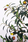 Olive G: Artificial Olive Tree with Decorative Foliage and Colorful Fruits