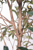 Olive G: Artificial Olive Tree with Decorative Foliage and Colorful Fruits