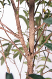 Olive G: Artificial Olive Tree with Decorative Foliage and Colorful Fruits