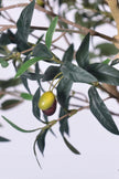 Olive H 2m: Large Artificial Mediterranean Olive Tree with Aged Trunk Texture