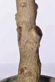 Olive H 2m: Large Artificial Mediterranean Olive Tree with Aged Trunk Texture