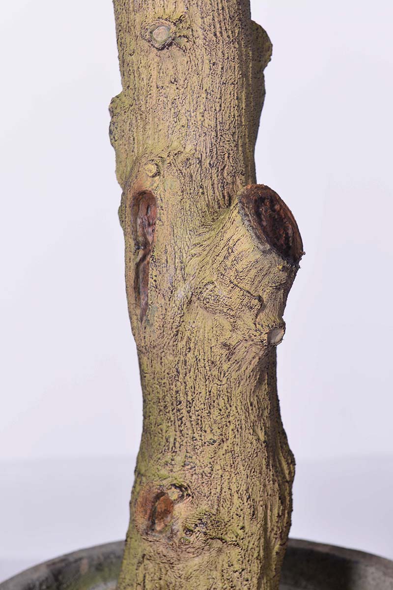Olive H 2m: Large Artificial Mediterranean Olive Tree with Aged Trunk Texture