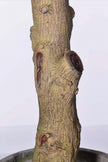 Olive H 2m: Large Artificial Mediterranean Olive Tree with Aged Trunk Texture