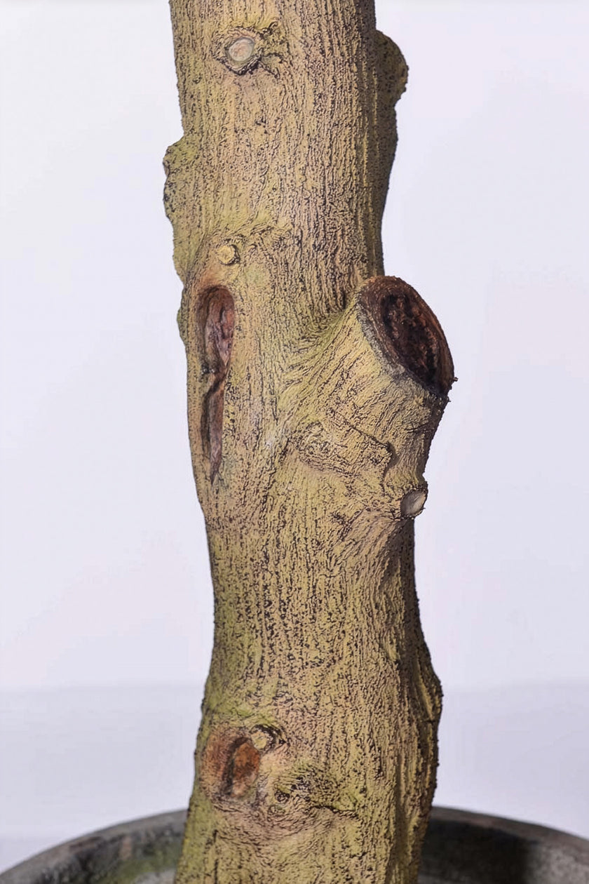 Olive H 2m: Large Artificial Mediterranean Olive Tree with Aged Trunk Texture
