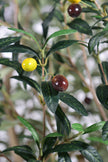 Olive H 2.5m: Large Artificial Mediterranean Olive Tree with Aged Trunk Texture