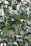 Olive H 2.5m: Large Artificial Mediterranean Olive Tree with Aged Trunk Texture