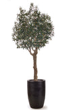 Olive H 2.5m: Large Artificial Mediterranean Olive Tree with Aged Trunk Texture