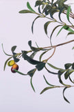 Olive H 2.8m: Large Artificial Mediterranean Olive Tree with Aged Trunk Texture