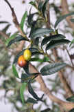 Olive H 2.8m: Large Artificial Mediterranean Olive Tree with Aged Trunk Texture