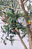 Olive H 2.8m: Large Artificial Mediterranean Olive Tree with Aged Trunk Texture