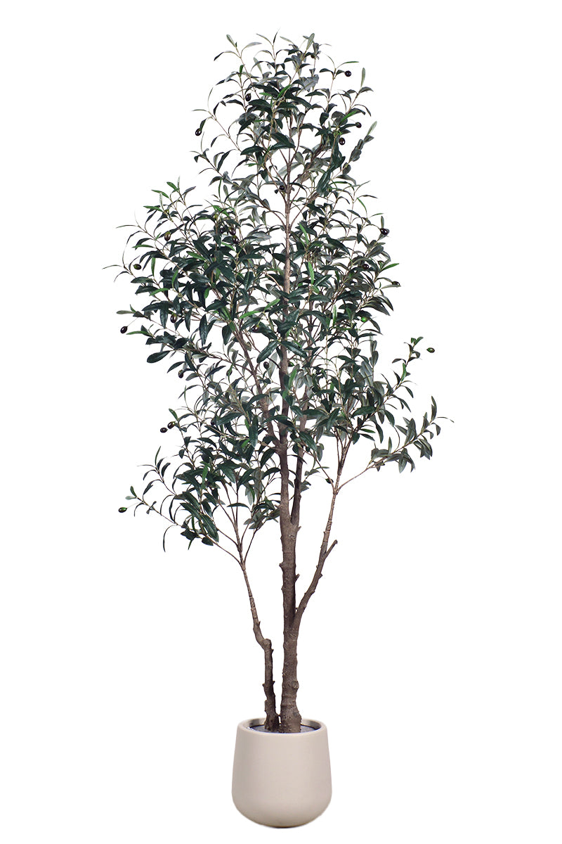 Olive I: Artificial Gaeta Olive Tree with Dual-Trunk Structure in A White Pot