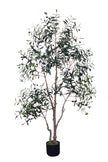 Olive I: Artificial Gaeta Olive Tree with Dual-Trunk Structure