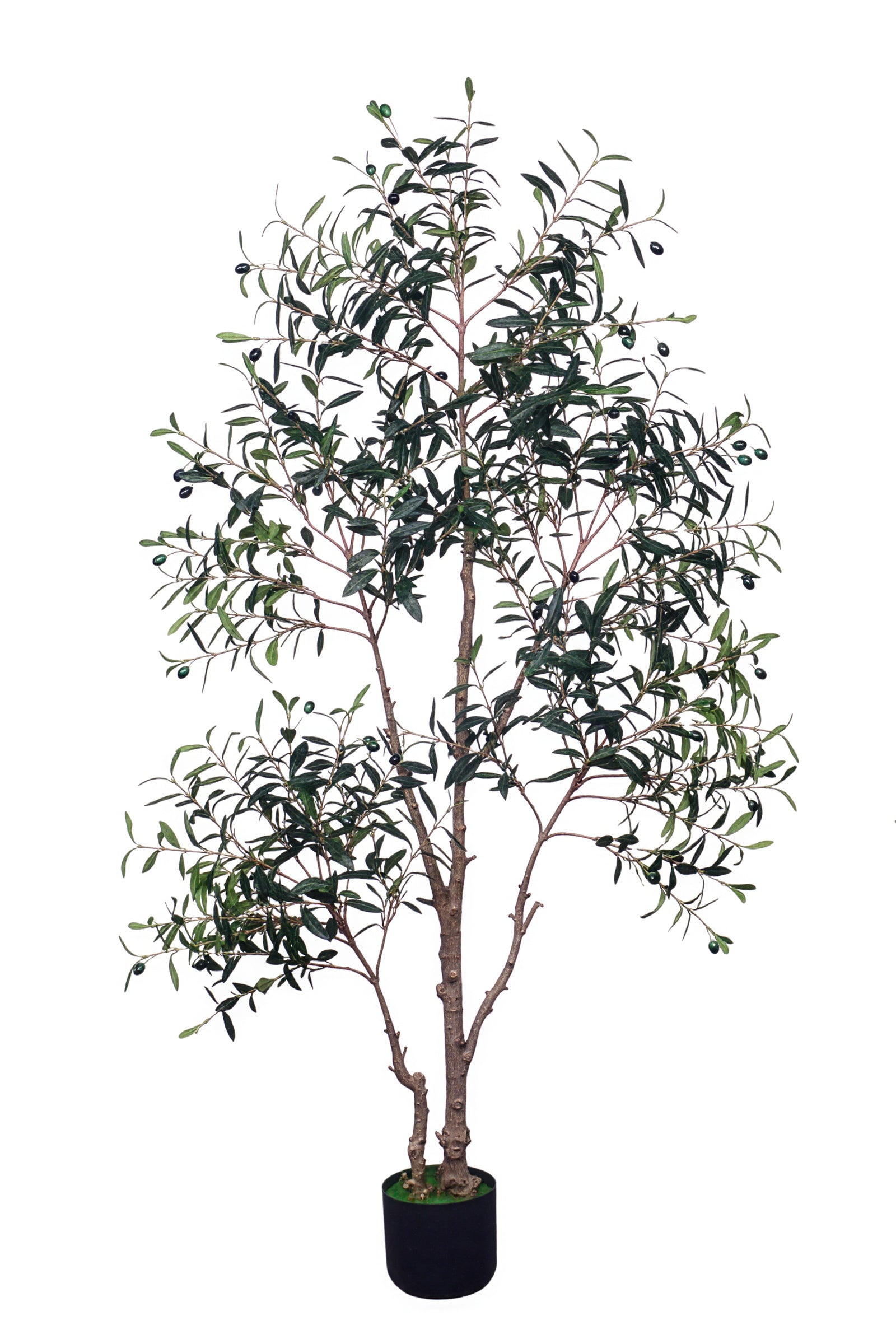 Olive I: Artificial Gaeta Olive Tree with Dual-Trunk Structure
