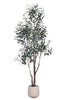 Olive I: Artificial Gaeta Olive Tree with Dual-Trunk Structure in A White Pot