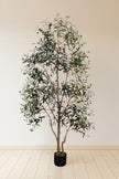 Olive I: Artificial Gaeta Olive Tree with Dual-Trunk Structure