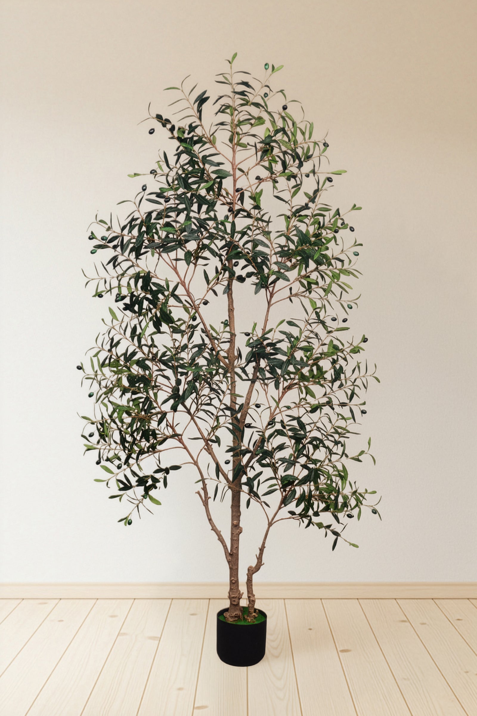 Olive I: Artificial Gaeta Olive Tree with Dual-Trunk Structure