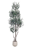 Olive I: Artificial Gaeta Olive Tree with Dual-Trunk Structure in A White Pot
