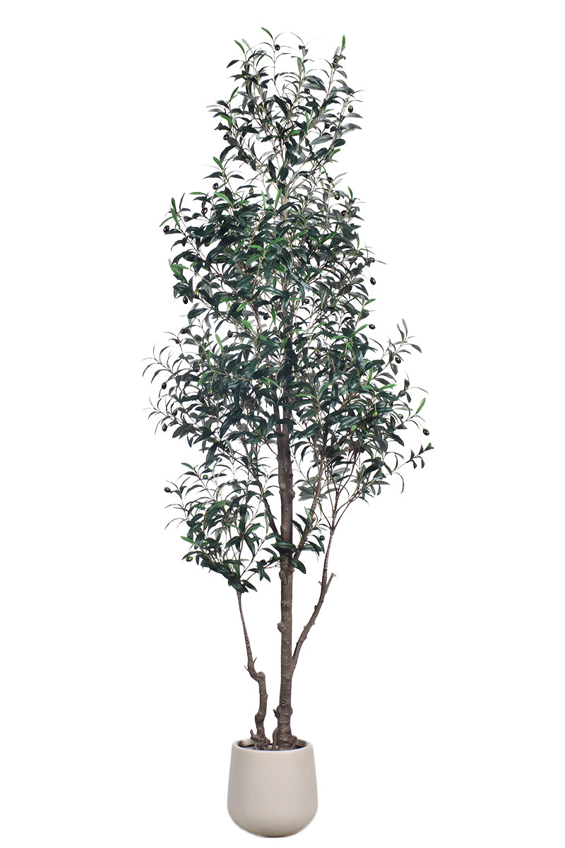 Olive I: Artificial Gaeta Olive Tree with Dual-Trunk Structure in A White Pot