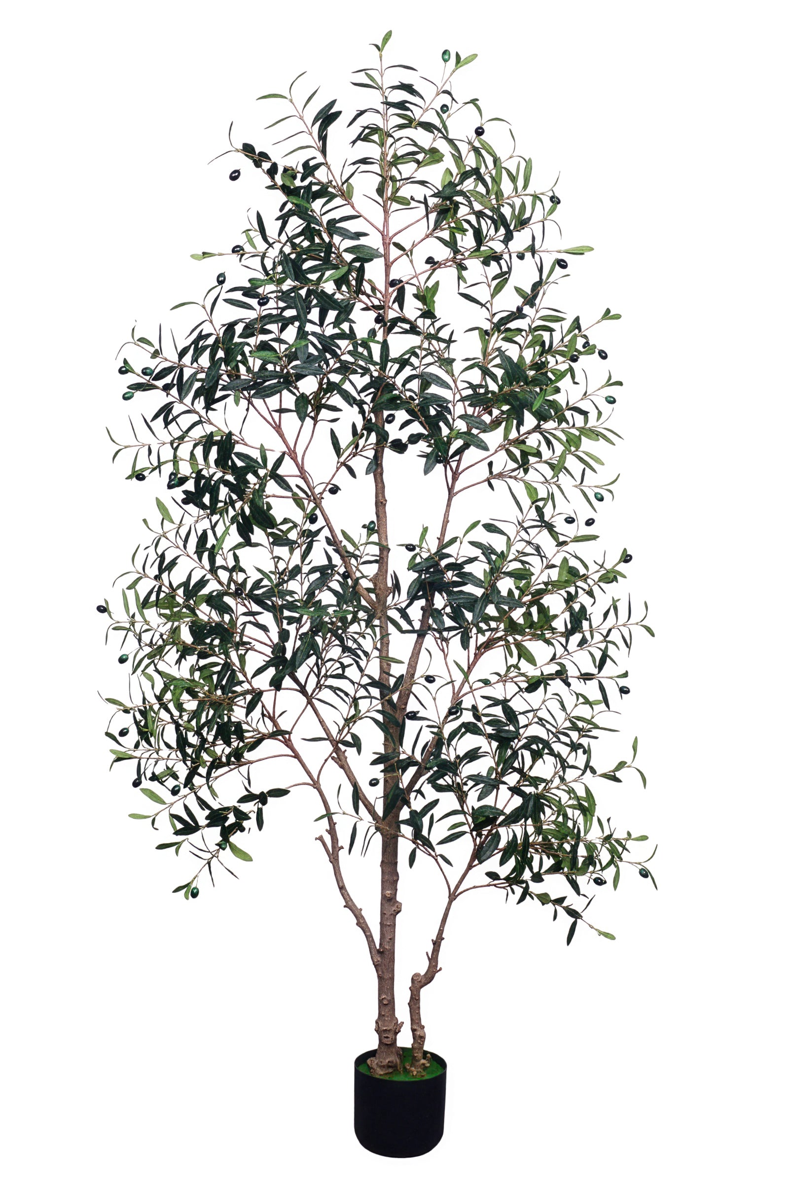 Olive I: Artificial Gaeta Olive Tree with Dual-Trunk Structure