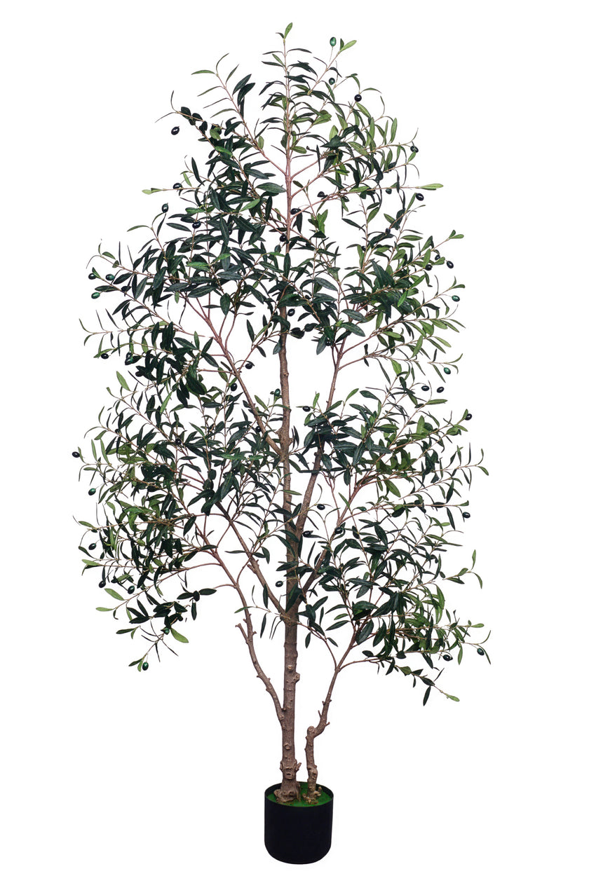 Olive I: Artificial Gaeta Olive Tree with Dual-Trunk Structure