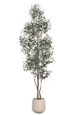 Olive I: Artificial Gaeta Olive Tree with Dual-Trunk Structure in A White Pot