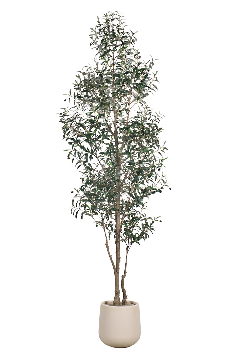 Olive I: Artificial Gaeta Olive Tree with Dual-Trunk Structure in A White Pot
