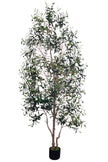 Olive I: Artificial Gaeta Olive Tree with Dual-Trunk Structure