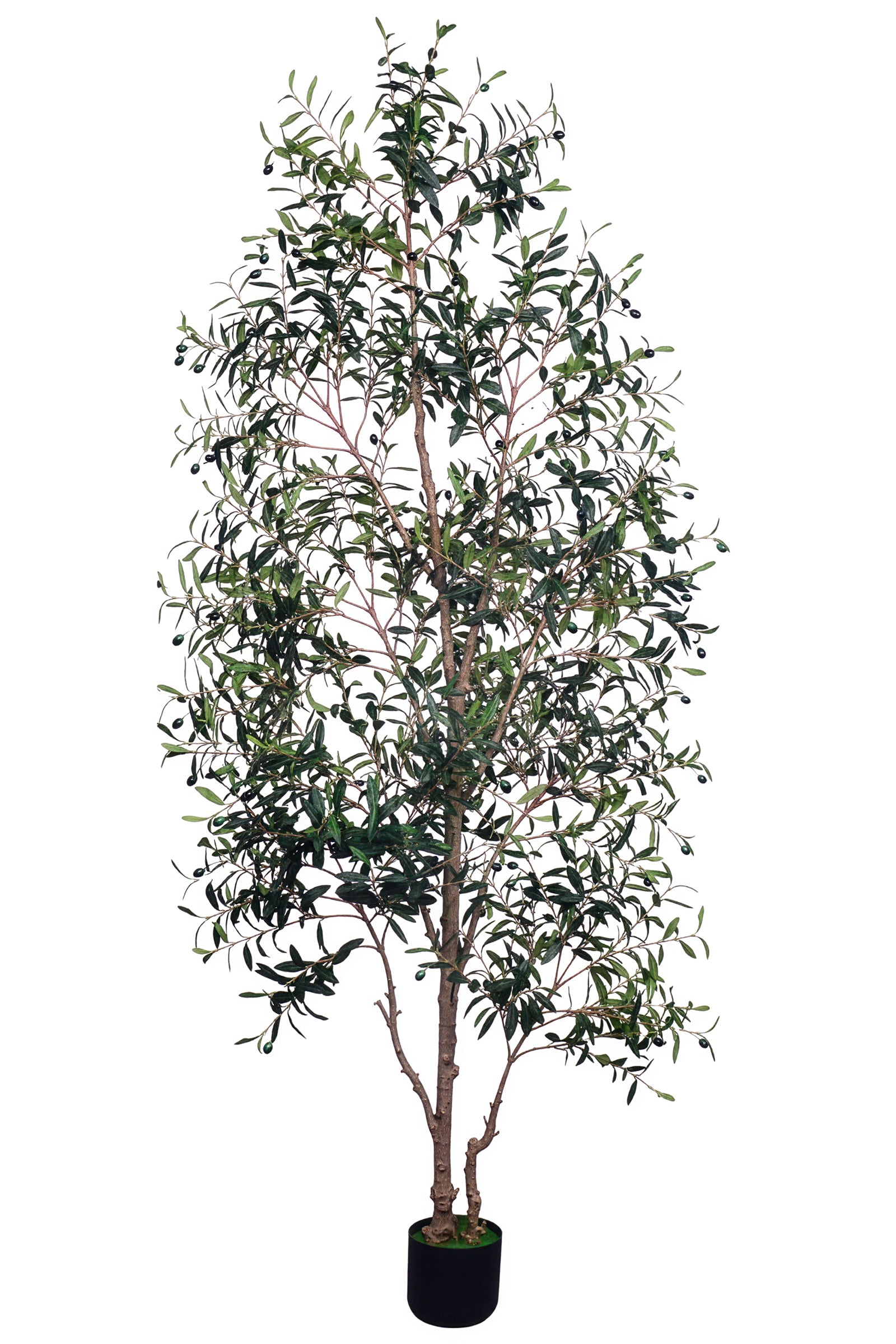 Olive I: Artificial Gaeta Olive Tree with Dual-Trunk Structure
