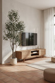 Olive I: Artificial Gaeta Olive Tree with Dual-Trunk Structure in A White Pot