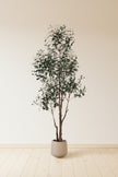 Olive I: Artificial Gaeta Olive Tree with Dual-Trunk Structure in A White Pot