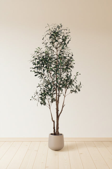 Olive I: Artificial Gaeta Olive Tree with Dual-Trunk Structure in A White Pot