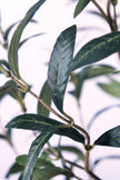 Olive I: Artificial Gaeta Olive Tree with Dual-Trunk Structure