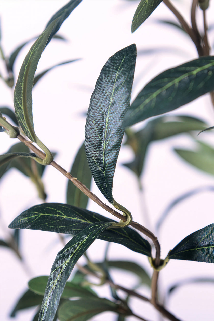 Olive I: Artificial Gaeta Olive Tree with Dual-Trunk Structure