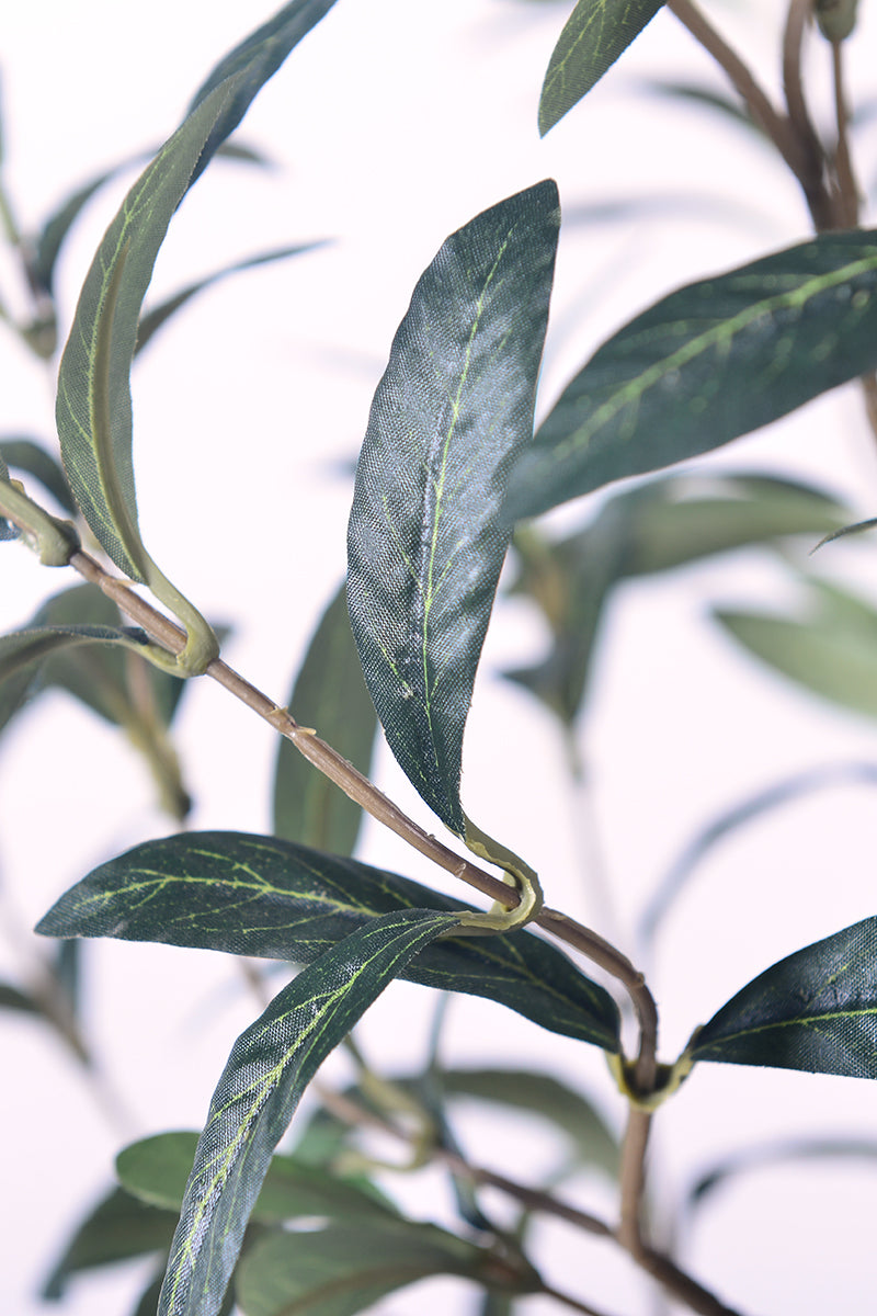 Olive I: Artificial Gaeta Olive Tree with Dual-Trunk Structure in A White Pot