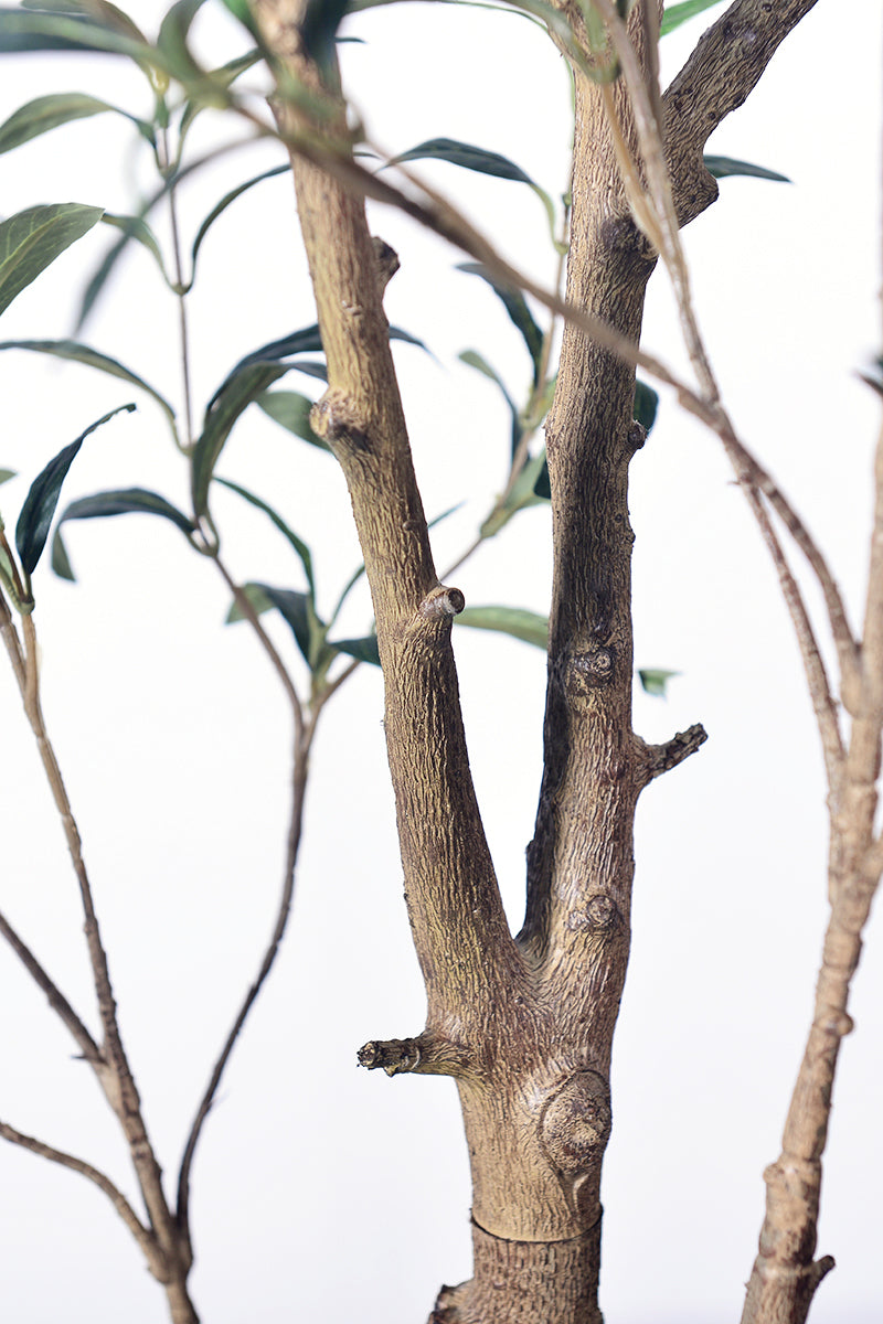 Olive I: Artificial Gaeta Olive Tree with Dual-Trunk Structure in A White Pot