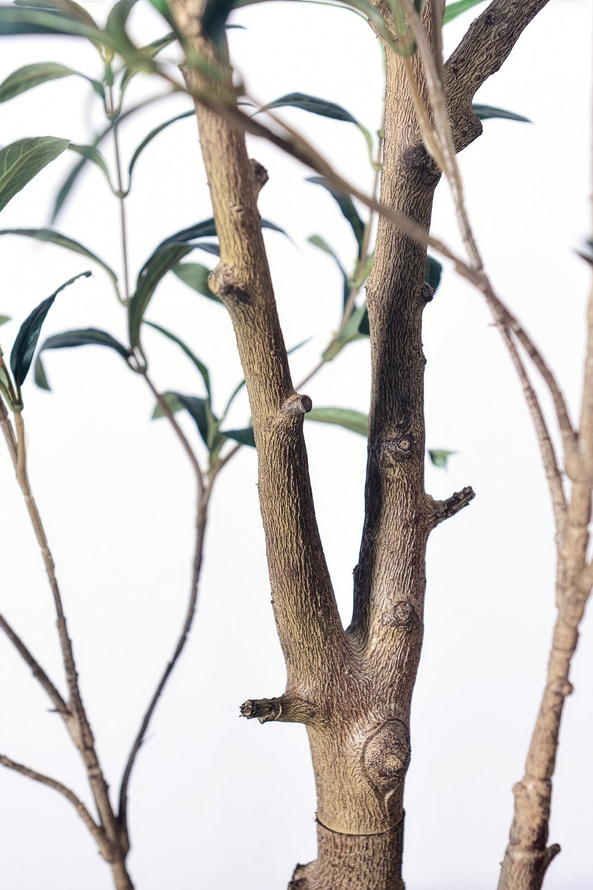 Olive I: Artificial Gaeta Olive Tree with Dual-Trunk Structure