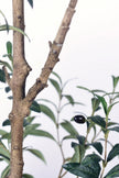 Olive I: Artificial Gaeta Olive Tree with Dual-Trunk Structure