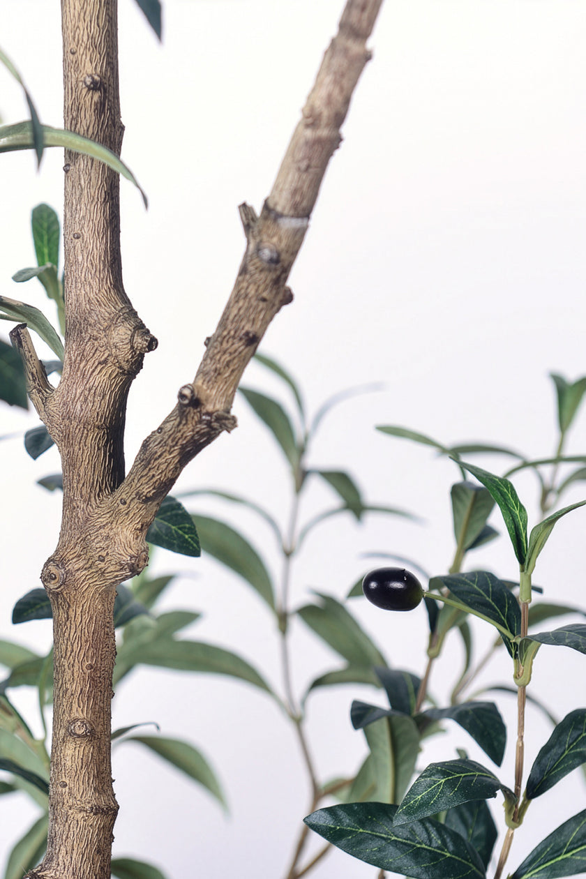 Olive I: Artificial Gaeta Olive Tree with Dual-Trunk Structure
