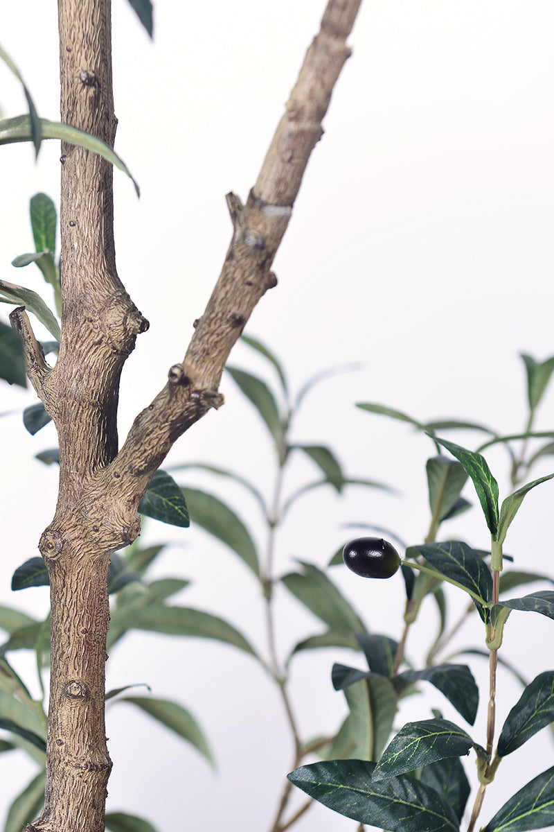 Olive I: Artificial Gaeta Olive Tree with Dual-Trunk Structure in A White Pot